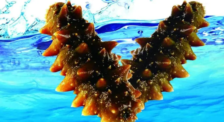 如何区别野生海参和养殖海参？海参的优劣质鉴别要领有哪些？