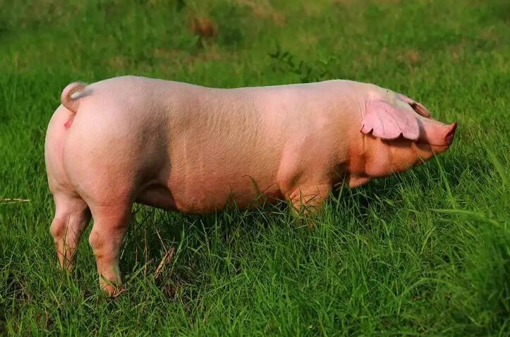 怎样养好母猪？2022最全母猪养殖技术，猪场建设要点计划在这里！